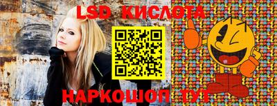 шишки Кандалакша
