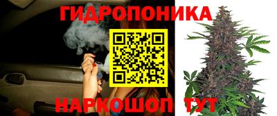 шишки Кандалакша